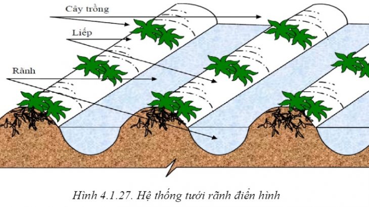 Hướng dẫn tưới và tiêu nước cho cây sầu riêng huong dan tuoi cho cay sau rieng