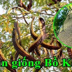 cay bo ket gai