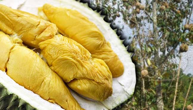 durian-musang-king
