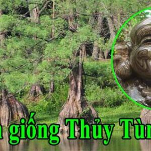 hinh anh thuy tung