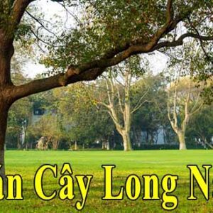 Cây Long Não