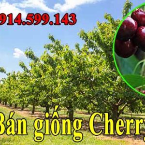 Bán giống Cherry Nam Mỹ - Cây Cherry nhiệt đới Brazil