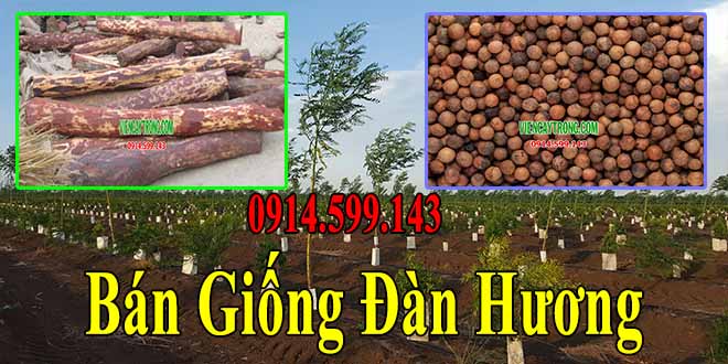 ban giong dan huong