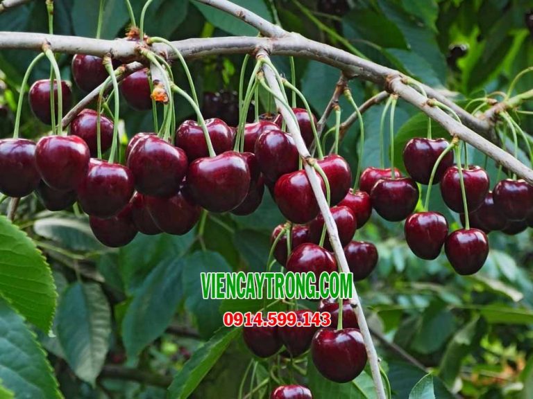 Cây Cherry Brazil loại đại, sum suê trái cao khoảng 2m Nhà Vườn Khánh Võ cây cảnh, cây giống
