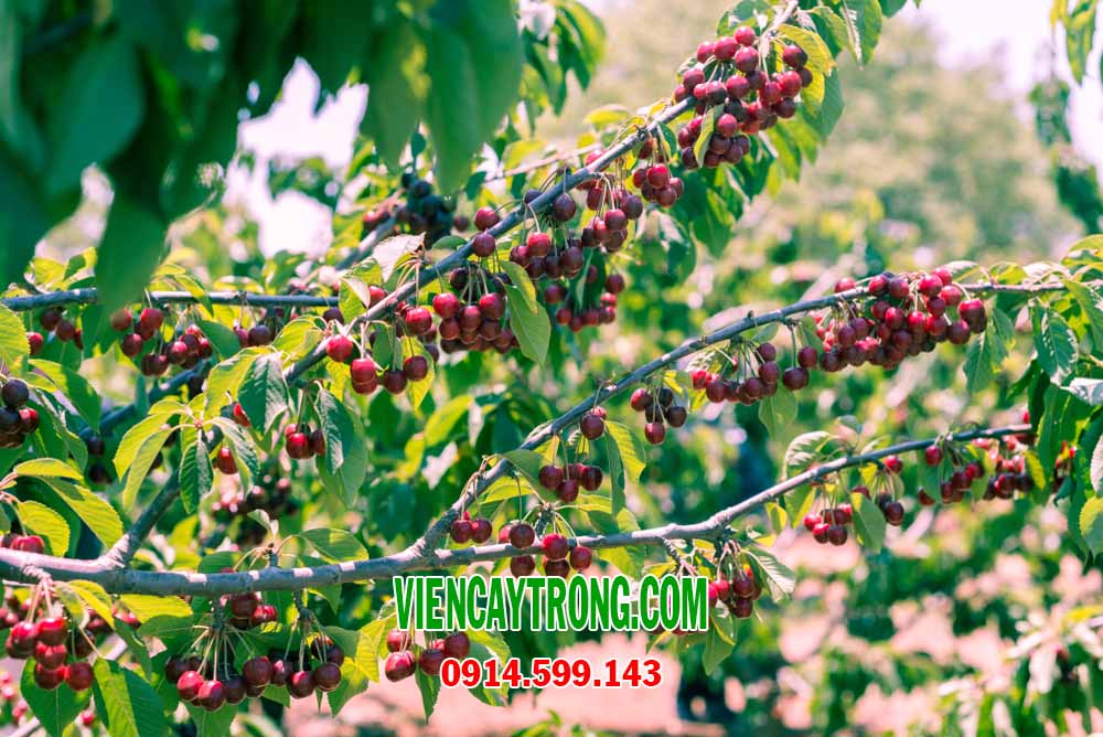 Bán giống Cherry Nam Mỹ - Cây Cherry nhiệt đới Brazil