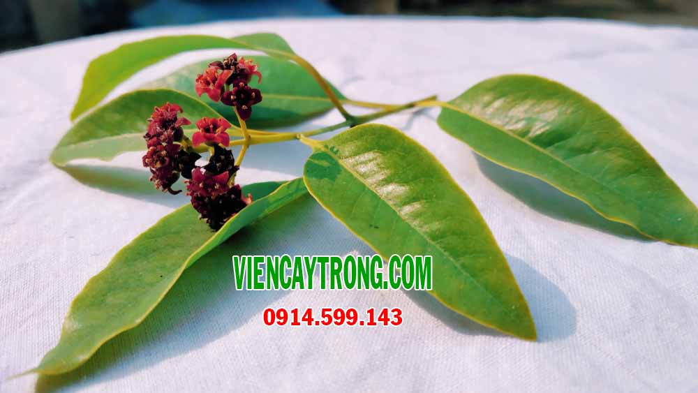hoa-cay-dan-huong