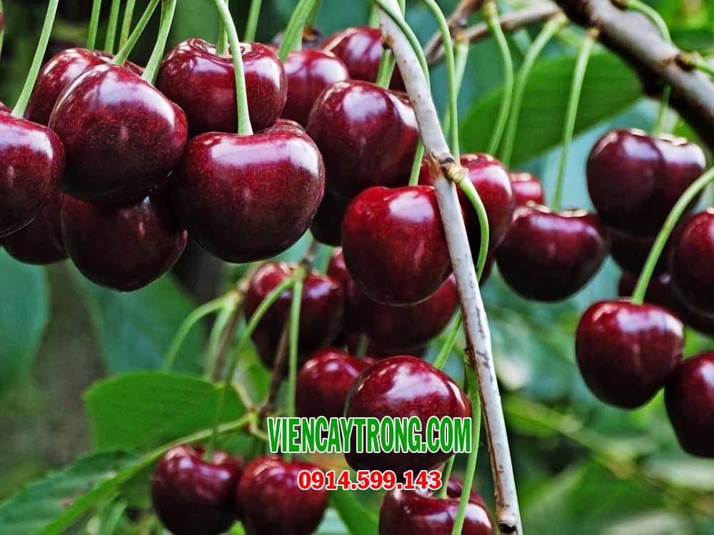 Bán giống Cherry Nam Mỹ - Cây Cherry nhiệt đới Brazil