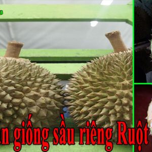 Bán giống sầu riêng ruột đỏ - Black Thorn Durian D200