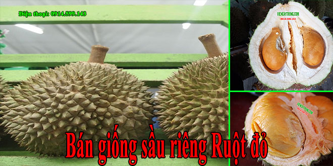 Bán giống sầu riêng ruột đỏ - Black Thorn Durian D200