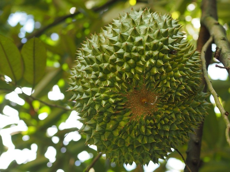 Bán giống sầu riêng ruột đỏ - Black Thorn Durian D200