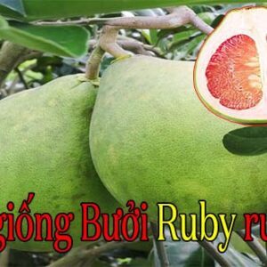 Bán giống bưởi Ruby ruột đỏ, bán cây giống bưởi Tubtim Siam Ruby ban giong buoi ruby ruot do