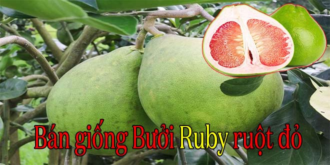 ban giong buoi ruby ruot do