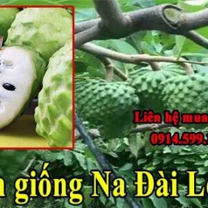 ban giong na dai loan