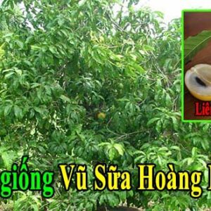 ban giong vu sua hoang kim