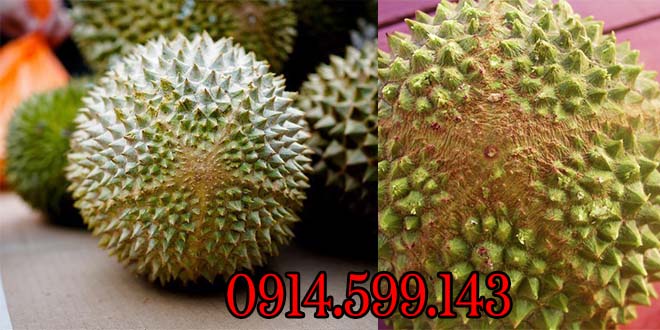 mo hinh trong sau rieng musang king