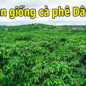 Cà Phê Dây