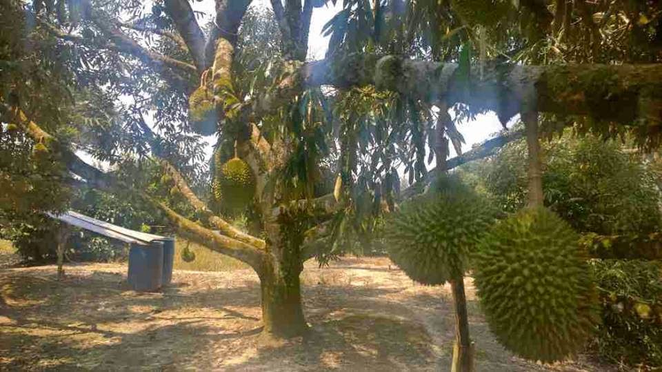 Sầu riêng Musang King có thể trồng được trên Việt Nam