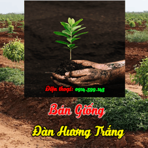 Bán cây giống đàn hương có hóa đơn chứng từ đầy đủ