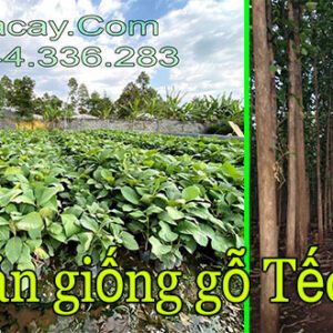 Bán giống gỗ tếch (Giá tỵ) trồng rừng giá trị cao