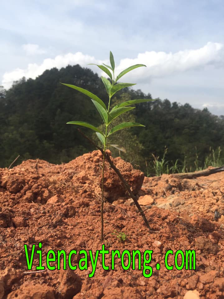 Những thắc mắc về giống đàn hương trắng