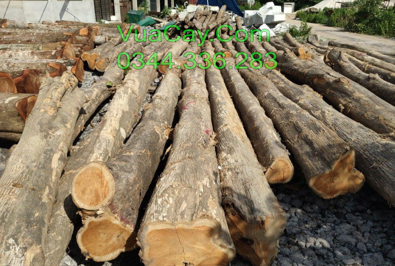 Hình ảnh thư hoạch gỗ tếch