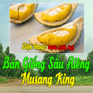 Bán giống sầu riêng Musang King vua của các dòng sầu riêng