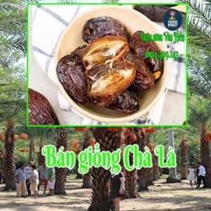 Bán giống cây chà là Trung Đông (Chà là Đà Lạt) vừa làm cảnh vừa tốt cho sức khoẻ