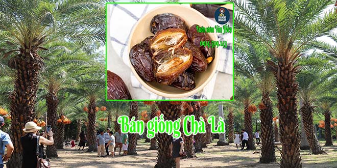 Bán giống cây chà là Trung Đông (Chà là Đà Lạt) vừa làm cảnh vừa tốt cho sức khoẻ Bán giống cây chà là Trung Đông (Chà là Đà Lạt) vừa làm cảnh vừa tốt cho sức khoẻ