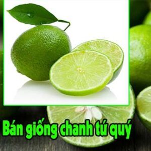 Bán giống chanh tứ quý, giống chanh bốn mùa ban giong chanh tu quy
