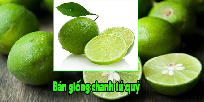 Bán giống chanh tứ quý, giống chanh bốn mùa ban giong chanh tu quy