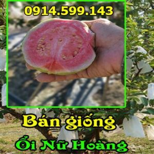 Bán giống ổi nữ hoàng. Giống ổi ngon ngọt đang bán khắp siêu thị Việt Nam