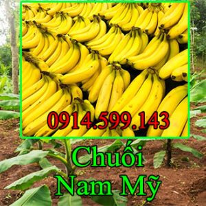 Bán Giống Chuối Già Nam Mỹ hay còn gọi chuối lùn Nam Mỹ Nhập Khẩu