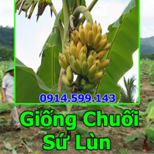 Bán giống chuối sứ lùn chuẩn giống nuôi cấy mô