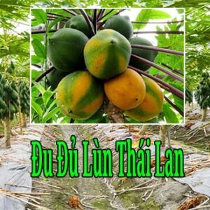 Bán giống đu đủ lùn Thái Lan siêu trái năng suất cao