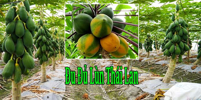 Bán giống đu đủ lùn Thái Lan siêu trái năng suất cao Bán giống đu đủ lùn Thái Lan siêu trái năng suất cao