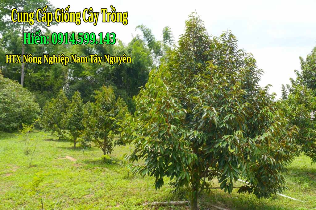 Bón phân gì cho cây sầu riêng lúc mới trồng