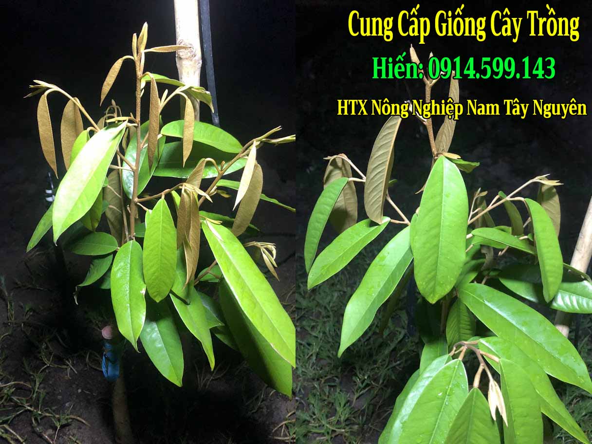 Bón phân gì cho cây sầu riêng lúc mới trồng