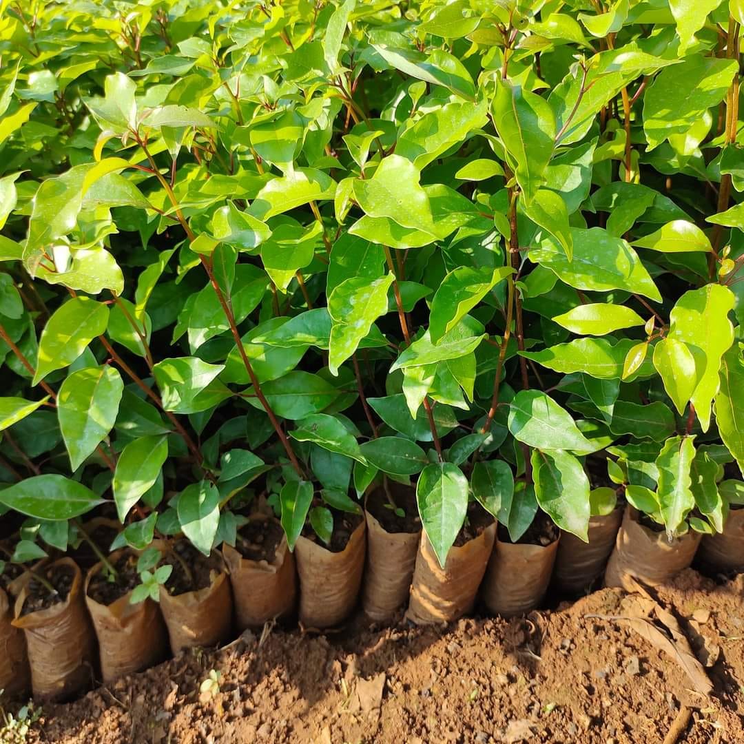BÁN GIỐNG CÂY LONG NÃO - GIẢI PHÁP CÂY XANH BỀN VỮNG CHO DỰ ÁN, HỘ GIA ĐÌNH VÀ CẢNH QUAN ĐÔ THỊ