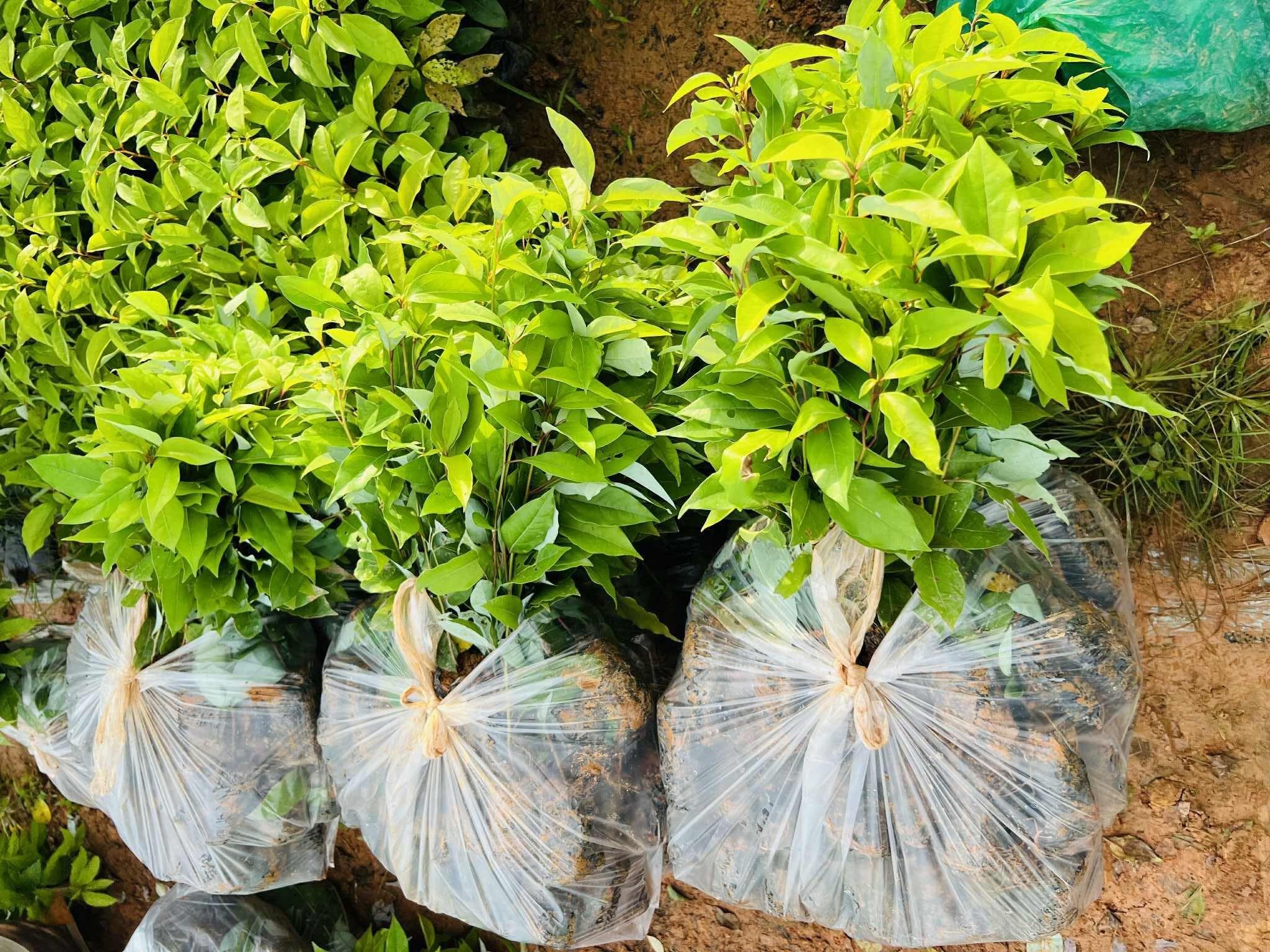 BÁN GIỐNG CÂY LONG NÃO - GIẢI PHÁP CÂY XANH BỀN VỮNG CHO DỰ ÁN, HỘ GIA ĐÌNH VÀ CẢNH QUAN ĐÔ THỊ