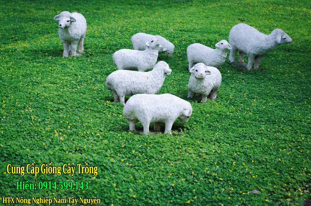 Bán Giống Cỏ Lạc Dại, Cỏ Đậu Phộng trồng thảm cỏ cảnh quan sân vườn