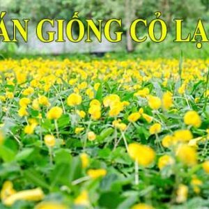 Bán Giống Cỏ Lạc Dại, Cỏ Đậu Phộng trồng thảm cỏ cảnh quan sân vườn