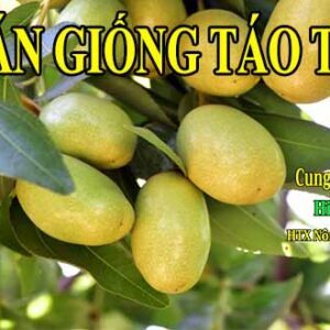 Bán giống táo tàu (Hồng Táo) - HƯỚNG DẪN CHĂM SÓC CÂY TÁO TÀU
