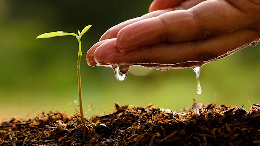 Bán đạm cá sử dụng cho sầu riêng và những loại cây ăn trái khác