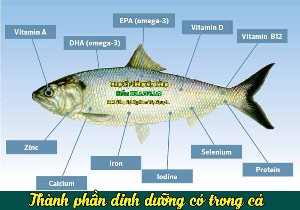 Trong đạm cá có những chất gì cho nông nghiệp