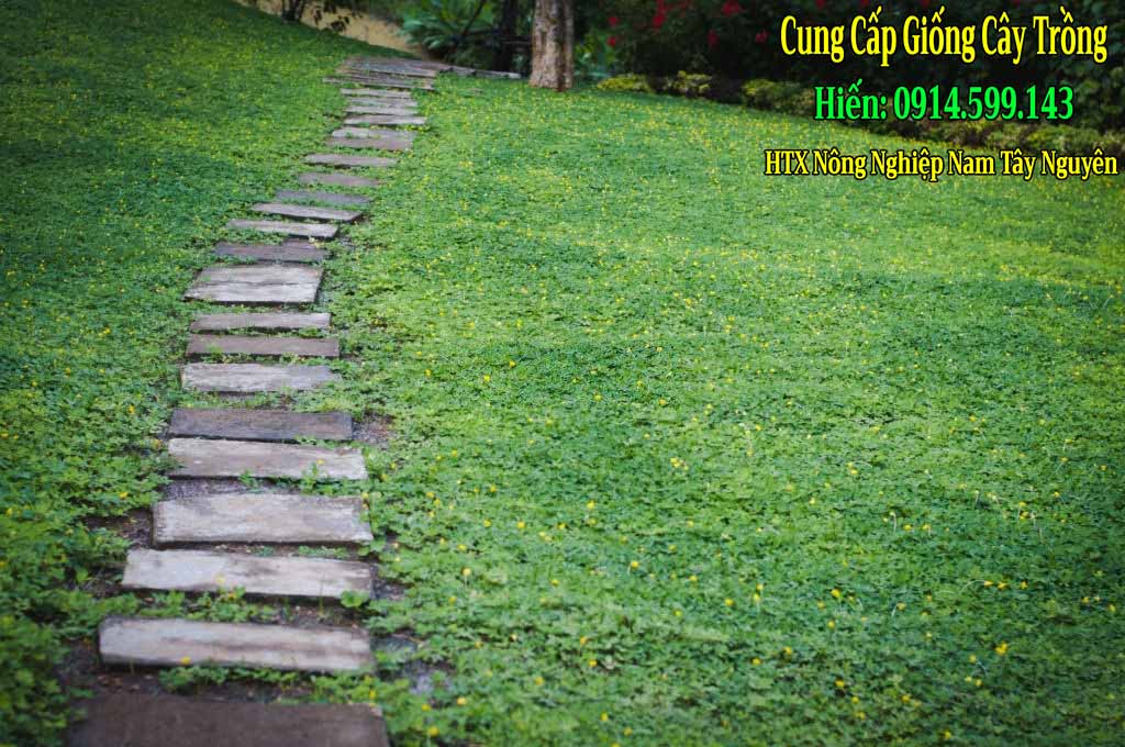 Bán Giống Cỏ Lạc Dại, Cỏ Đậu Phộng trồng thảm cỏ cảnh quan sân vườn