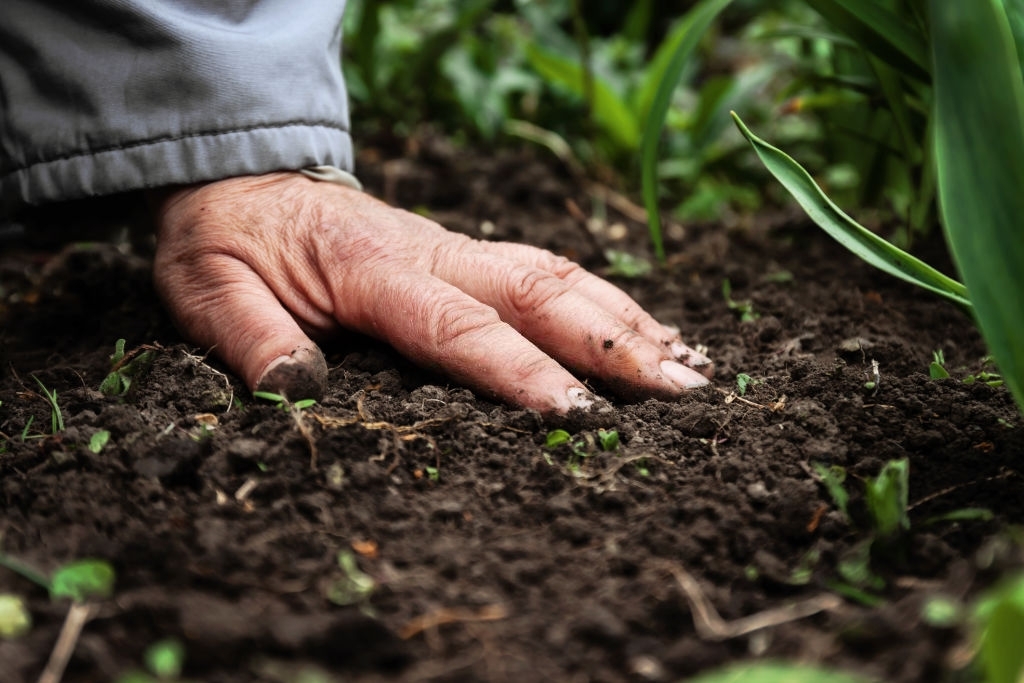 Phân hữu cơ vi sinh tốt cho đất và cây trồng