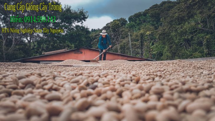 Tại sao tự ươm hạt cà phê sẽ tốt hơn mua cây giống Tại sao tự ươm hạt cà phê sẽ tốt hơn mua cây giống