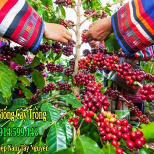 Bán hạt giống cà phê chè (Arabica) THA 1 F1