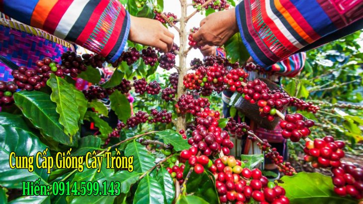 Bán hạt giống cà phê chè (Arabica) THA 1 F1 Bán hạt giống cà phê chè (Arabica) THA 1 F1