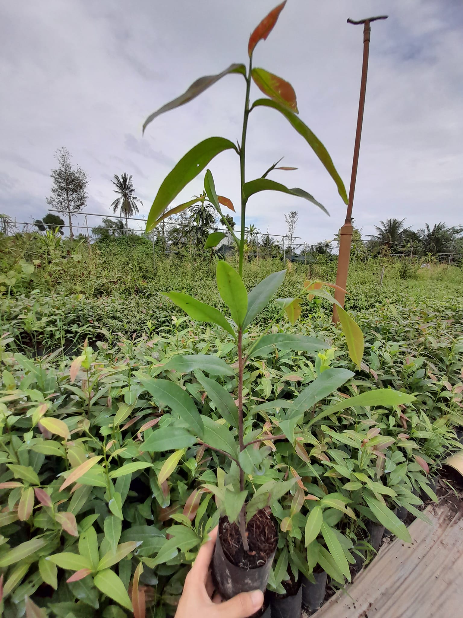Bán cây mai vàng, mai giống, cây mai con tại Đắk Lắk